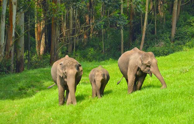 kerala-wildlife