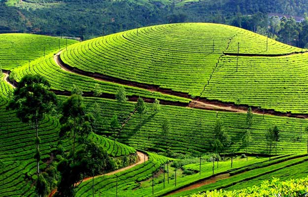 munnar-tour