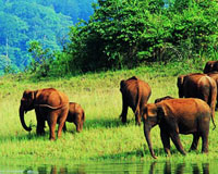 thekkady